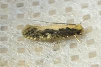 Monopis crocicapitella