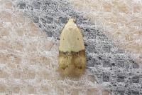Odites kollarella