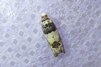 Epinotia thapsiana