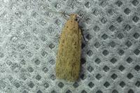 Platyedra subcinerea