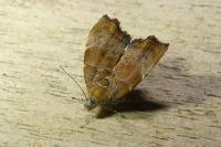 Choreutis nemorana