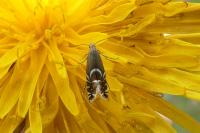 Glyphipterix equitella
