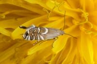 Glyphipterix equitella
