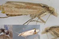 Ypsolopha ustella