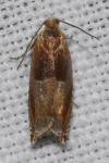 Ancylis mitterbacheriana