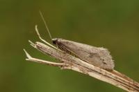 Eriocottis paradoxella