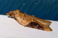 Acleris laterana