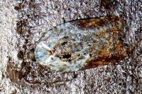 Acleris variegana