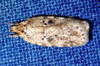 Agonopterix arenella