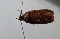 Agonopterix