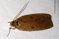 Agonopterix subpropinquella