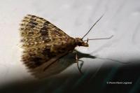 Alucita hexadactyla