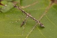 Amblyptilia acanthadactyla