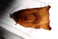 Archips podana