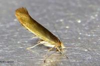 Argyresthia