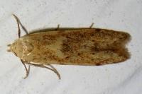 Blastobasis lacticolella