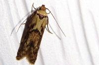 Blastobasis adustella