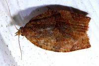 Pandemis