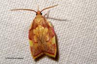 Carcina quercana