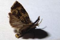 Celypha lacunana