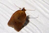 Clepsis consimilana