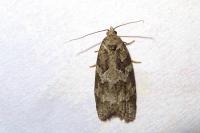 Cnephasia