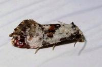 Neocochylis hybridella