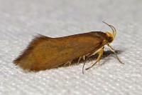 Crassa unitella