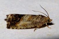 Cydia splendana