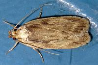 Depressaria radiella