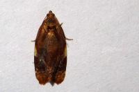 Ditula angustiorana