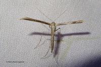 Emmelina monodactyla
