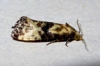 Eupoecilia
