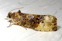 Hedya nubiferana