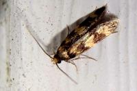 Oegoconia