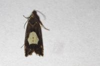 Pammene regiana