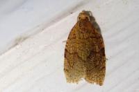 Pandemis cerasana