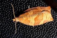 Pandemis heparana