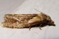 Phtheochroa inopiana