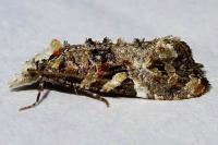 Phtheochroa rugosana