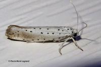 Yponomeuta rorrella
