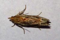 Eucosma