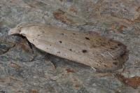 Nothris verbascella