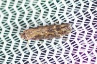 Mompha jurassicella