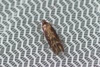 Mompha jurassicella
