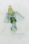 Mompha epilobiella