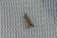 Scythris terrenella