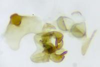 Scythris terrenella
