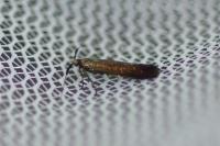 Coleophora deauratella