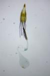 Coleophora deauratella